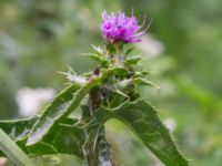 Silybum marianum Katrinetorp, Malmö, Skåne, Sweden 20170827_0038