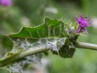 Silybum marianum Katrinetorp, Malmö, Skåne, Sweden 20170827_0040