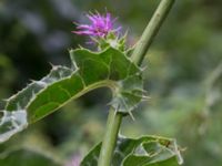 Silybum marianum Katrinetorp, Malmö, Skåne, Sweden 20170827_0043