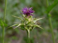 Silybum marianum Ulricedal, Malmö, Skåne, Sweden 20190701_0019