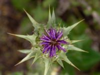 Silybum marianum Ulricedal, Malmö, Skåne, Sweden 20190701_0020