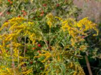 Solidago canadensis Bäckaforsvägen, Klagshamn, Malmö, Skåne, Sweden 20180908_0052