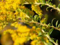 Solidago canadensis Bäckaforsvägen, Klagshamn, Malmö, Skåne, Sweden 20180908_0057