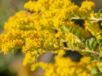 Solidago canadensis Bäckaforsvägen, Klagshamn, Malmö, Skåne, Sweden 20180908_0058