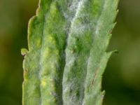 Solidago canadensis Bäckaforsvägen, Klagshamn, Malmö, Skåne, Sweden 20180908_0060