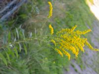 Solidago canadensis F.d. odlingslotter Östra odlingsområdet, Malmö, Skåne, Sweden 20240914_0060