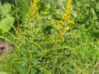 Solidago canadensis Nordanå grusterminal, Staffanstorp, Skåne, Sweden 20230818_0031