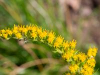 Solidago canadensis Nordanå grusterminal, Staffanstorp, Skåne, Sweden 20230818_0032