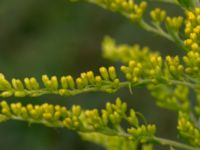 Solidago canadensis Svanetorpsvägen, Åkarp, Lomma, Skåne, Sweden 20160716_0080