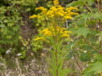 Solidago gigantea Limhamns kalkbrott, Malmö, Skåne, Sweden 20160819_0019