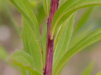 Solidago gigantea Limhamns kalkbrott, Malmö, Skåne, Sweden 20160819_0020