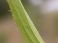 Solidago gigantea Limhamns kalkbrott, Malmö, Skåne, Sweden 20160819_0026