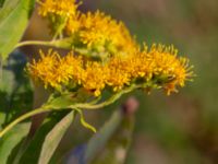 Solidago gigantea Lokstallarna, Malmö, Skåne, Sweden 20181020_0087