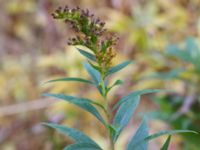 Solidago gigantea Strandbaden, Falsterbohalvön, Vellinge, Skåne, Sweden 20151017_0004