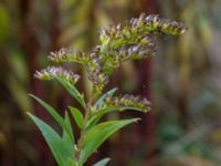 Solidago gigantea Strandbaden, Falsterbohalvön, Vellinge, Skåne, Sweden 20151017_0006