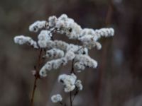 Solidago gigantea Terekudden, Bunkeflo strandängar, Malmö, Skåne, Sweden 20161229_0001