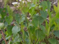 Solidago ptarmicoides Rondell Österleden-Fältarpsvägen, Helsingborg, Skåne, Sweden 20170811_0056