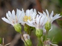 Solidago ptarmicoides Rondell Österleden-Fältarpsvägen, Helsingborg, Skåne, Sweden 20170811_0061