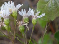 Solidago ptarmicoides Rondell Österleden-Fältarpsvägen, Helsingborg, Skåne, Sweden 20170811_0063