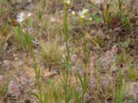 Solidago ptarmicoides Rondell Österleden-Fältarpsvägen, Helsingborg, Skåne, Sweden 20190805_0011