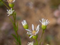 Solidago ptarmicoides Rondell Österleden-Fältarpsvägen, Helsingborg, Skåne, Sweden 20190805_0013