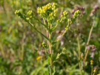 Solidago rigida Kroksbäcksparken, Malmö, Skåne, Sweden 20220811_0021