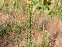 Solidago virgaurea Gravhögar 1200 m S Igellösa kyrka, Lund, Skåne, Sweden 20180711_0010