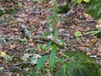 Solidago virgaurea Josefinelust, Kullaberg, Höganäs, Skåne, Sweden 20161008_0075