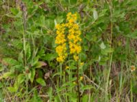 Solidago virgaurea ssp. virgaurea Återvinningscentralen Gottorpsvägen, Bunkeflostrand, Malmö, Skåne, Sweden 20200619_0082