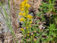 Solidago virgaurea ssp. virgaurea Getå, Norrköping, Östergötland, Sweden 20190608_0379