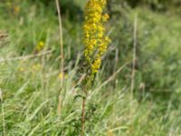 Solidago virgaurea ssp. virgaurea Käglinge hästbacke, Malmö, Skåne, Sweden 20160812_0013