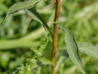 Solidago virgaurea ssp. virgaurea Käglinge hästbacke, Malmö, Skåne, Sweden 20160812_0014