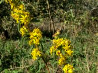 Solidago virgaurea ssp. virgaurea Lilla Smörstack, Malmö, Skåne, Sweden 20190824_3