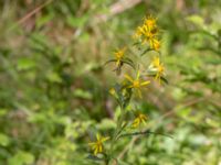 Solidago virgaurea ssp. virgaurea Ljungen, Ivön, Kristianstad, Skåne, Sweden 20150820B_0100