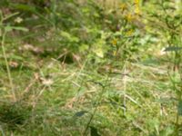 Solidago virgaurea ssp. virgaurea Ljungen, Ivön, Kristianstad, Skåne, Sweden 20150820_0100