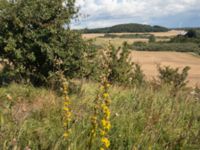 Solidago virgaurea var. virgaurea Käglinge hästbacke, Malmö, Skåne, Sweden 20170822_05