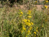 Solidago virgaurea var. virgaurea Käglinge hästbacke, Malmö, Skåne, Sweden 20170822_07