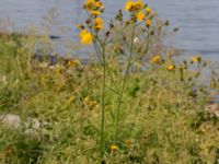 Sonchus arvensis Segeåns mynning, Malmö, Skåne, Sweden 20190729_0037