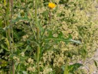 Sonchus arvensis Segeåns mynning, Malmö, Skåne, Sweden 20190729_0038