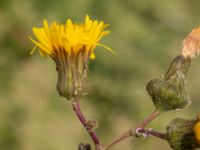 Sonchus arvensis Segeåns mynning, Malmö, Skåne, Sweden 20190729_0039