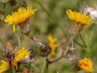 Sonchus arvensis Segeåns mynning, Malmö, Skåne, Sweden 20190729_0040