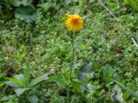 Sonchus arvensis var. arvensis Monumentparken, Lund, Skåne, Sweden 20190917_0019