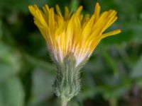 Sonchus arvensis var. arvensis Monumentparken, Lund, Skåne, Sweden 20190917_0021