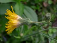 Sonchus arvensis var. arvensis Monumentparken, Lund, Skåne, Sweden 20190917_0023