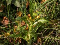 Sonchus asper Almåsa, Malmö, Skåne, Sweden 20151025_0023