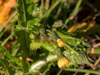 Sonchus asper Almåsa, Malmö, Skåne, Sweden 20151025_0024