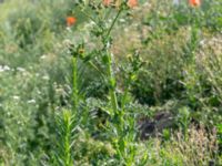 Sonchus asper Jordhögar Hyllie, Malmö, Skåne, Sweden 20180604_0034