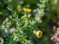 Sonchus asper Jordhögar Hyllie, Malmö, Skåne, Sweden 20180604_0035