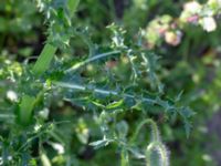 Sonchus asper Jordhögar Hyllie, Malmö, Skåne, Sweden 20180604_0036