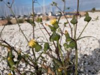 Sonchus asper Lagunens småbåtshamn, Ribersborg, Malmö, Skåne, Sweden 20210919_5 3